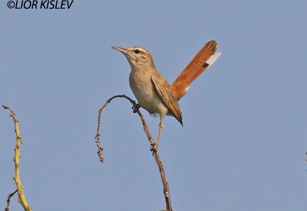  חמריה חלודת  זנב  Rufous Bush Robin                              Cercotrichas galactotes  רמות רמת הגולן יולי 2006          